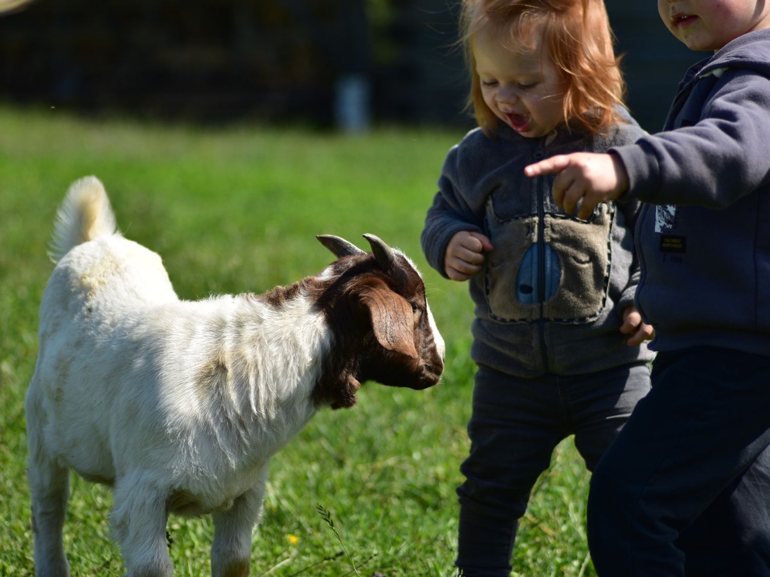 Two children interacting with goats on a farm